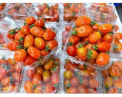 Cà chua bi đỏ hữu cơ